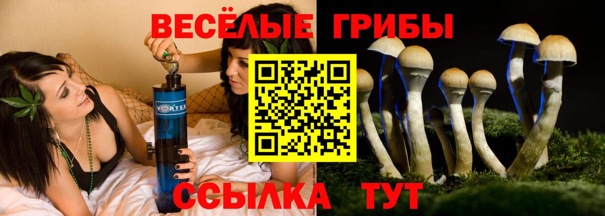 Псилоцибиновые грибы Psilocybine cubensis Томск
